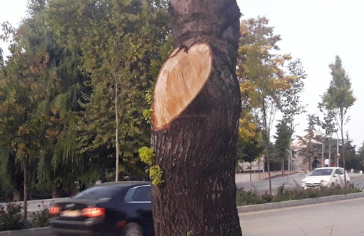 Kırşehir'de iş yerinin önündeki 2 ağacı kesen esnafa 50 bin TL para cezası