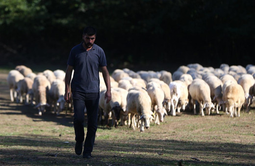 Köyde sayılarla oynayan çobanın inanılmaz yöntemleri! Sıradışı yöntemlerle kar üstüne kar ediyor