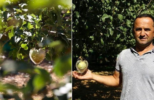 Sevgili çiftlerden talep patlaması var! Her ağaçta sadece 1 tane yetişiyor