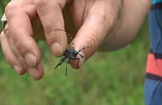 Trabzon’da fındık üreticilerinin belası haline gelen Drakula hızla yayılıp zarar veriyor