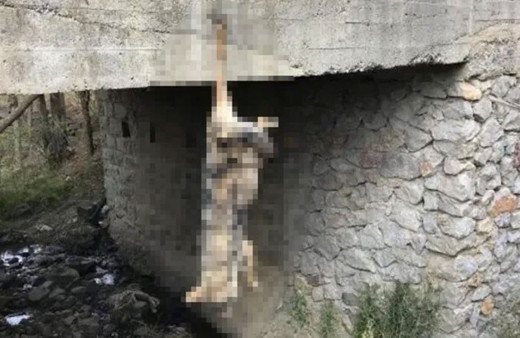 Bayburt'ta vicdansızlığın bu kadarı dedirten görüntüler! Öldürüp köprüye astılar