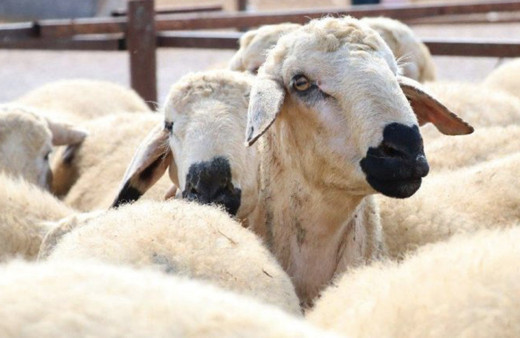 Kurban kesmenin faziletleri neler? Kurban kesme ile ilgili hadisler