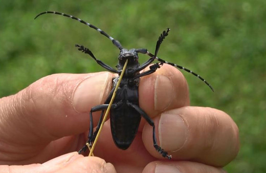 Trabzon'daki fındık bahçelerine dadandı hızla yayılıp zarar veriyor