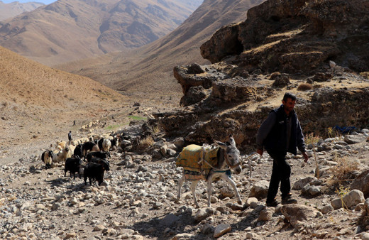 Van ve Hakkari'den dönüş başladı yolculuk koyunlarla birlikte 1 ay sürecek