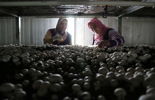 'Mantarın başkenti' Türkiye'de üretilenin yüzde 54'ü burada yetiştiriliyor!