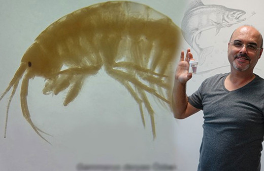 Türk bilim insanları iki yeni canlı türü keşfetti