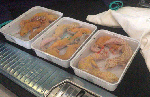 Araçtan çıkanlar ağızları açık bıraktı Türkiye'ye giriş yaparken yakalandı