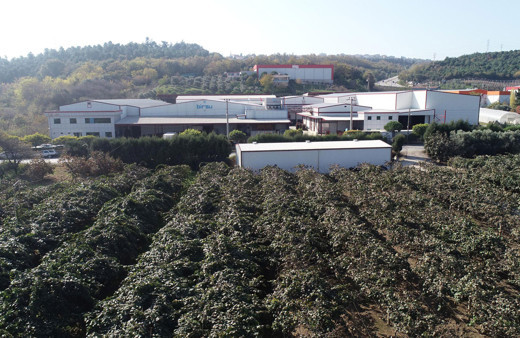 Daha hasadı başlamadan çoğu satıldı bir tanesi 4 adet portakala eşdeğer