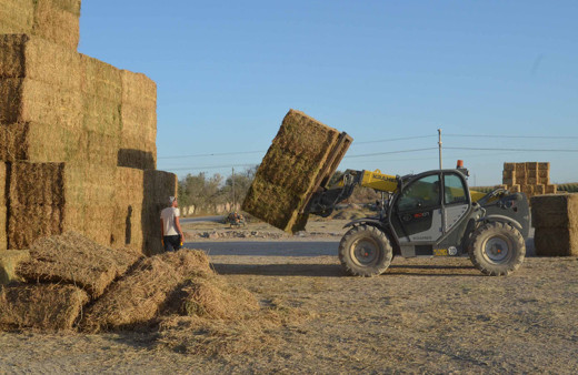 Aksaray’dan Ortadoğu’ya yıllık 75 milyon liralık yonca ihracatı