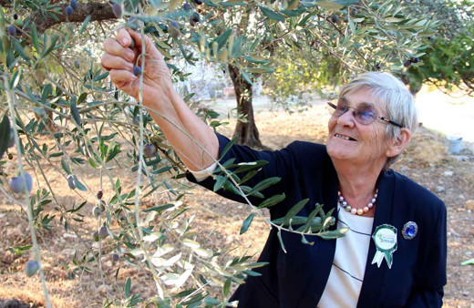 Canan Karatay'dan Zeytinyağı açıklaması "Altından daha değerlidir"