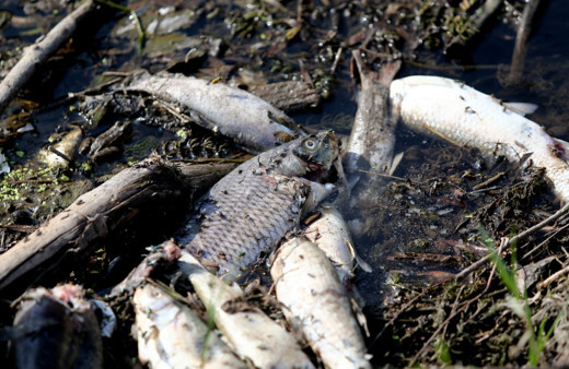 Bursa'da bilinmeyen bir sebepten binlercesi öldü! Vatandaş evinde afiyetle yedi