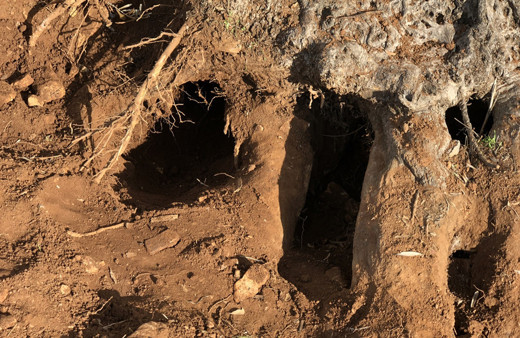 3 bin yıllık ağacın "sır" yaşını ortaya çıkardılar! Yağının kilosunu 100 bin liradan sattılar