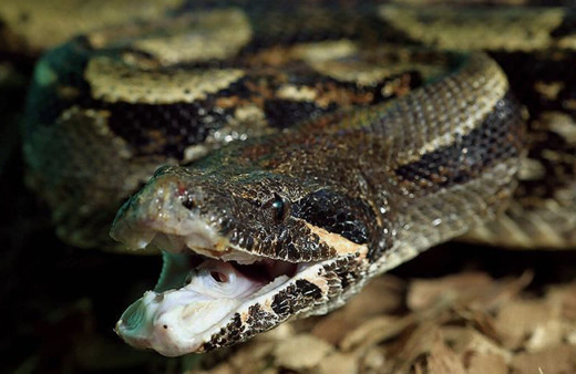 ABD'de bir kadın beslediği piton tarafından boğuldu