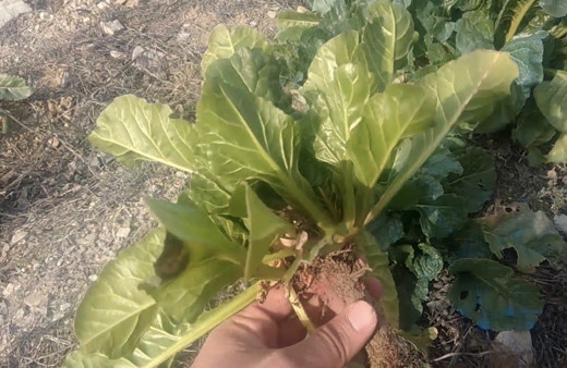 Adamotu bitkisi nedir ıspanağa benziyor kökü zehirli!