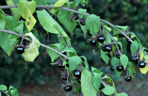 Güzel avrat otu ıspanak zehirlenmesi nedeni oldu avrat otu nedir?