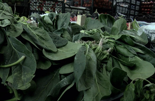 Ispanak zehirlenmesi belirtileri neler adam otu ve zehirleyen bitkinin resmi