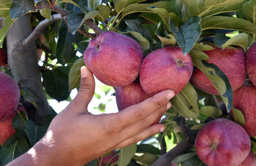 Türkiye'nin elma deposu Isparta'da rekolte 700 bin ton