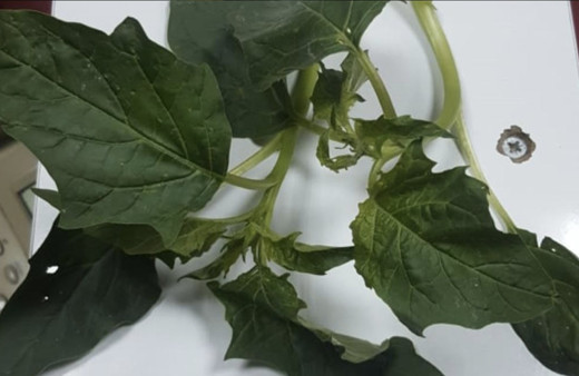 Güzel avrat otu bitkisi nedir zehirli mi ıspanaktan nasıl ayırt edilir?