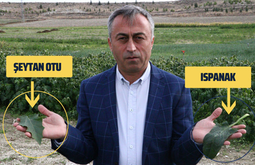 Zehirli ıspanağı kaynağı belli oldu! Tarlaya giden oda başkanı şeytan otu buldu