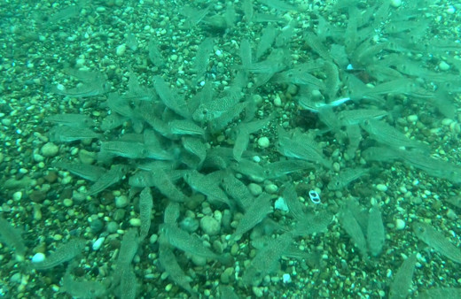 Balon balıklarının ürküten görüntüsü Antalya'da çekildi anında yok etti