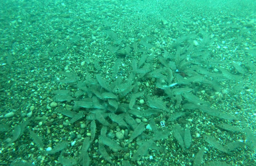 Antalya'da balon balıkları sert kabuklu midyeleri anında yok etti