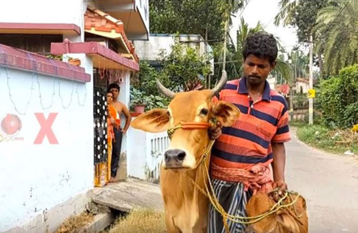 İneğini alan bankaya koştu