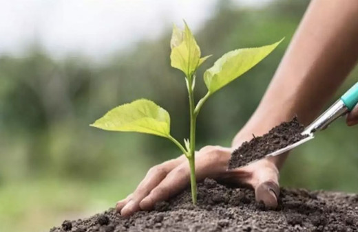 Geleceğe Nefes Ol fidan dikme sertifikası nasıl alınır sorgulama