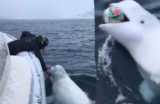 Güney Afrikalı denizciler, beyaz balinayla 'rugby' oynadı