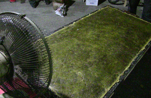 Mantar egzama ve deri hastalıklarına iyi geliyor! Yurt dışından yoğun talep var