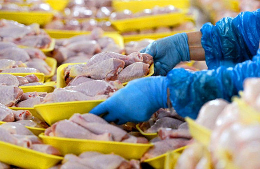 Şanlıurfa'da 500 kilogram bozuk tavuk eti ele geçirildi!