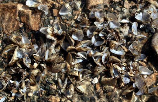 Van Gölü'nde büyük tehlike! Zebra midye tam 800 yıl sonra ortaya çıktı