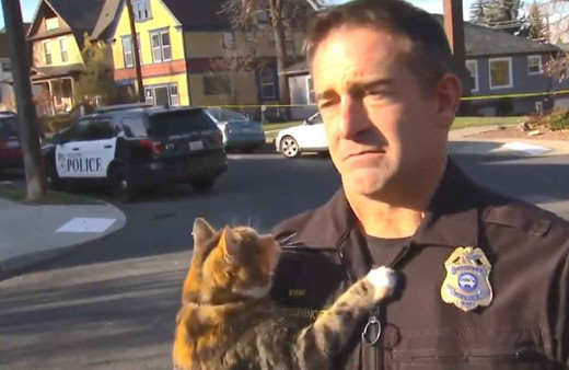 Kedi röportaj sırasında polisin üzerine böyle atladı