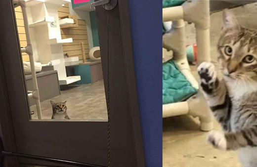 Barınaktaki kedileri serbest bırakan 'asi kedi Quilty' tecrite alındı