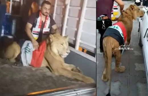 Bunu da gördük! Irak'ta göstericiler polise karşı aslan kullandı