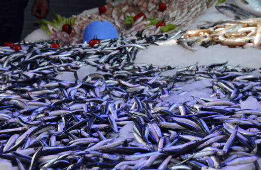 Bu sene palamuttan hayır yok hamsi için yılbaşına kadar vaktiniz var