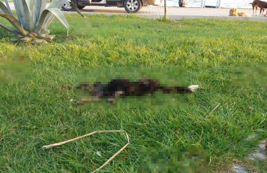 Bursa'da 6 parçaya ayrılmış köpek ölüsüyle ilgili satanist ayini iddiası