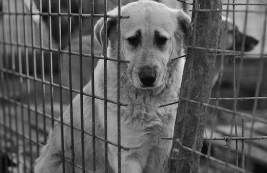 Sokak hayvanlarının sayısı 600 milyona dayandı