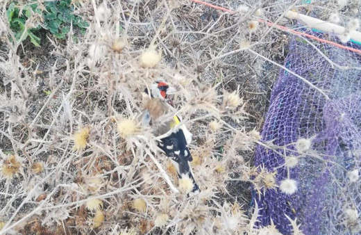 Zonguldak'ta saka kuşlarını yakalayan avcılara 3 bin 300 lira ceza