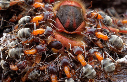 Yarışmayı kazananlar belli oldu! 2019'un en güzel doğa fotoğraflarına bakın