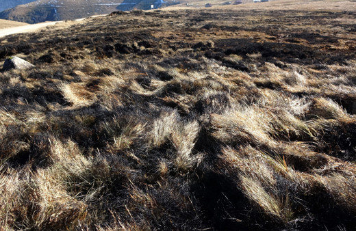 Trabzon'da 10 bin yıllık Ağaçbaşı Turba Bataklığı yakıldı küle döndü