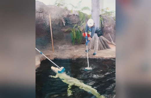 ABD'de akvaryum timsahlarının masaj keyfi