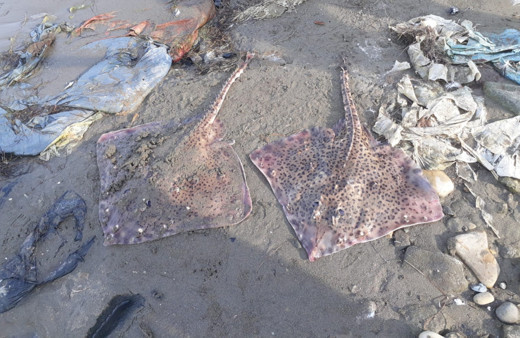 Sinop Türkeli'de kıyıya vuran iki vatoz görenleri şaşırttı