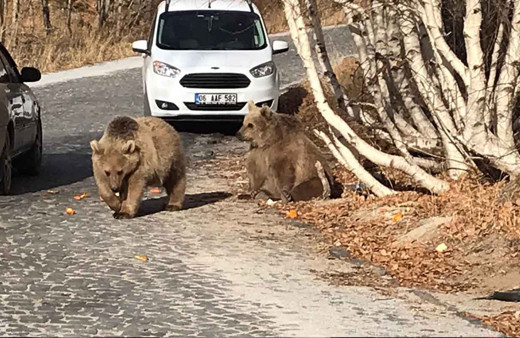 Bitlis’in maskotu ayılar kavurmayla besleniyor