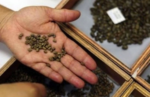 Türkiye'den büyük başarı! 85 ülkeye tohum ihracı