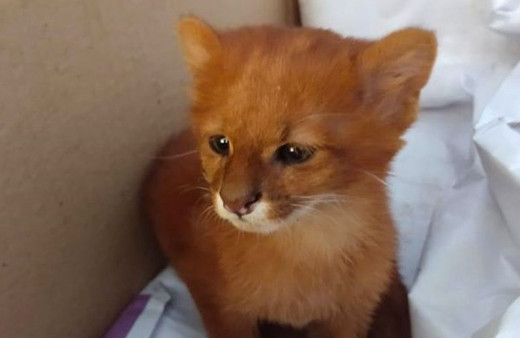 Arjantin'de eve getirdiği kedi yavruları puma çıktı