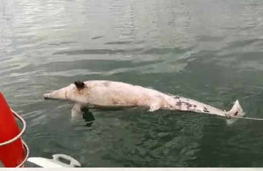 Bursa'da 300 kiloluk ölü yunus denizciler tarafından bulundu