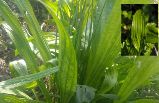 Diş ağrısını ve kuru öksürüğü anında kesiyor! Sinir otunu böyle kullanın