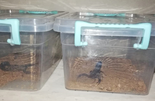 Evinde 217 canlı akrep bulunan kişiye 60 bin lira para cezası