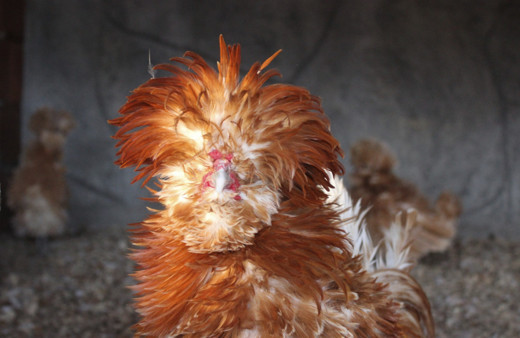 Dünyanın dört bir yanından nadir bulunan tavukları topladı yurt dışına satıyor