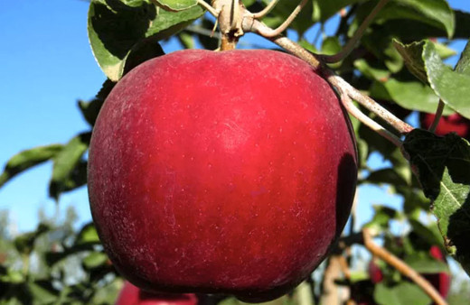 Böyle elma mı olur! 1 yıl boyunca çürümeden kalan elma ürettiler